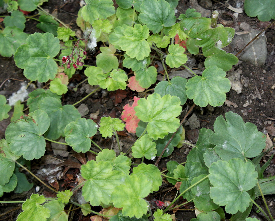 Image of Heuchera sanguinea specimen.