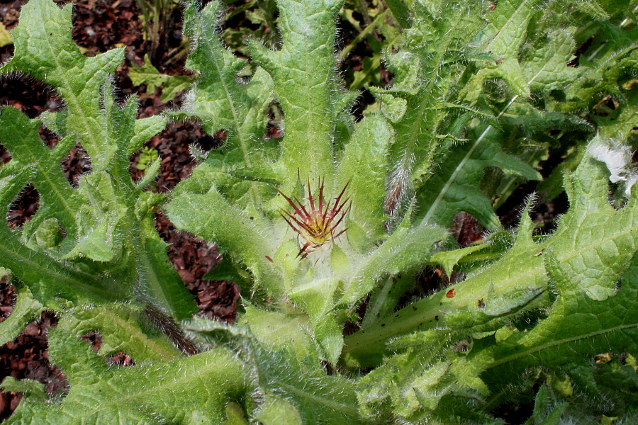 Изображение особи Centaurea benedicta.