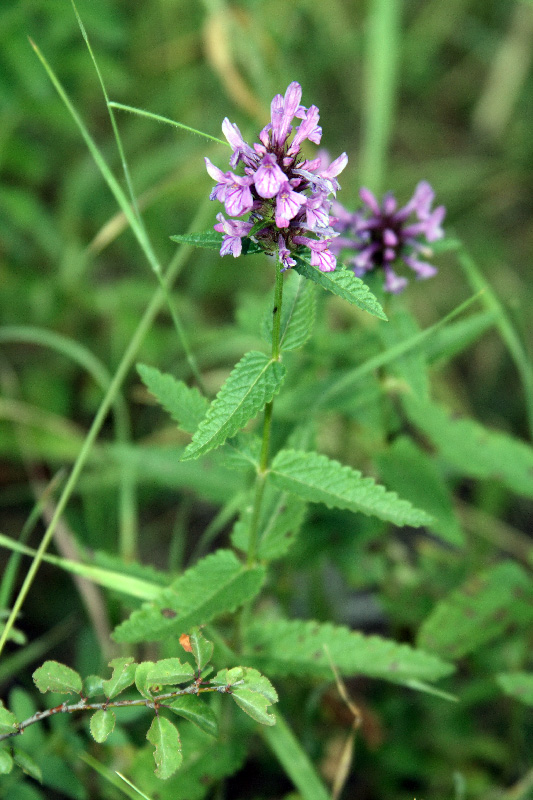Image of Betonica betoniciflora specimen.