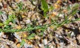 Linum bienne