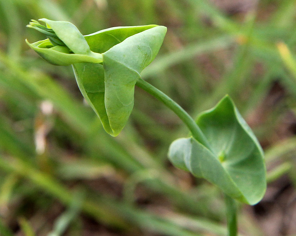 Изображение особи Blackstonia perfoliata.