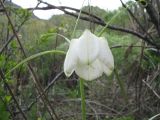 Fritillaria verticillata