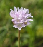 Armeria canescens