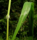 Brachypodium pinnatum