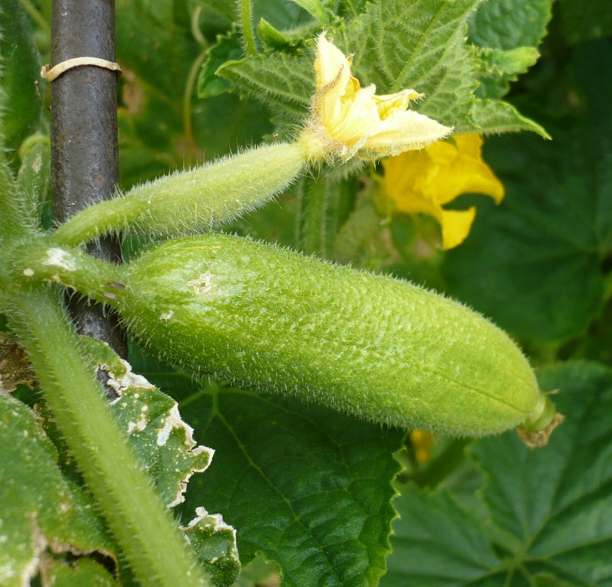Изображение особи Cucumis sativus.