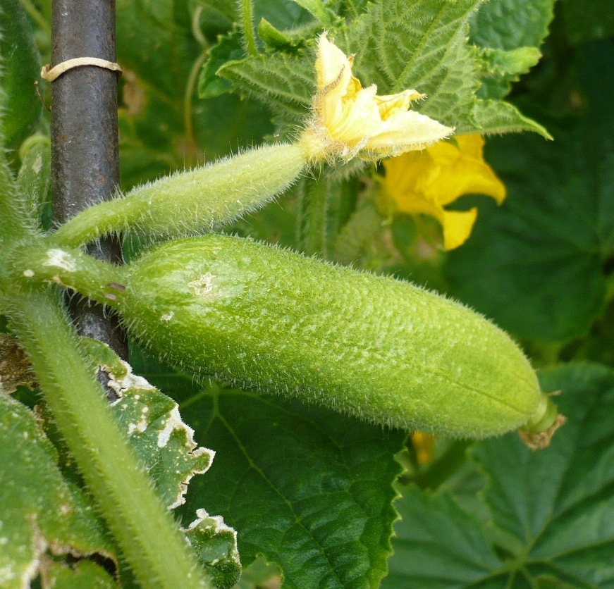 Image of Cucumis sativus specimen.