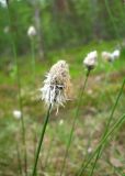 Eriophorum vaginatum. Верхушка побега с соплодием. Томская обл., окр. г. Томск, лесное болото. 29.05.2008.