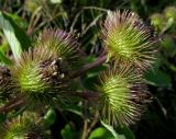 Arctium leiospermum