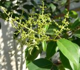 Ligustrum lucidum