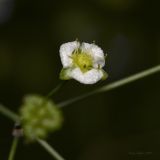 Alisma plantago-aquatica