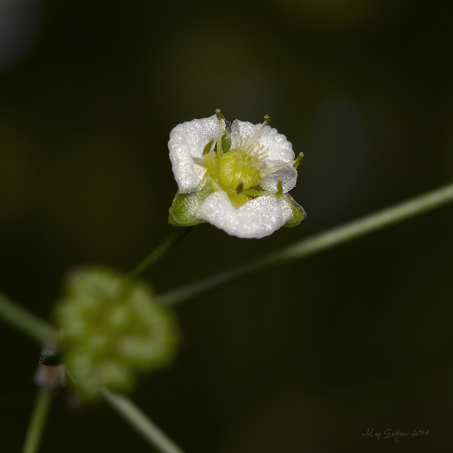 Image of Alisma plantago-aquatica specimen.