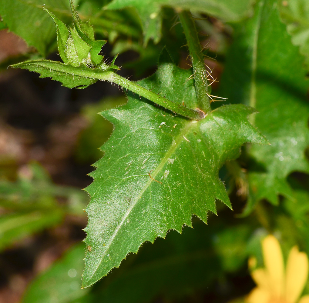 Изображение особи Crepis aspera.