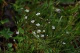 Minuartia uralensis