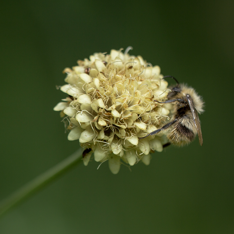 Изображение особи Cephalaria calcarea.