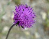 genus Carduus. Соцветие. Краснодарский край, окр. Геленджика, Нижний парк сафари. 05.05.2013.