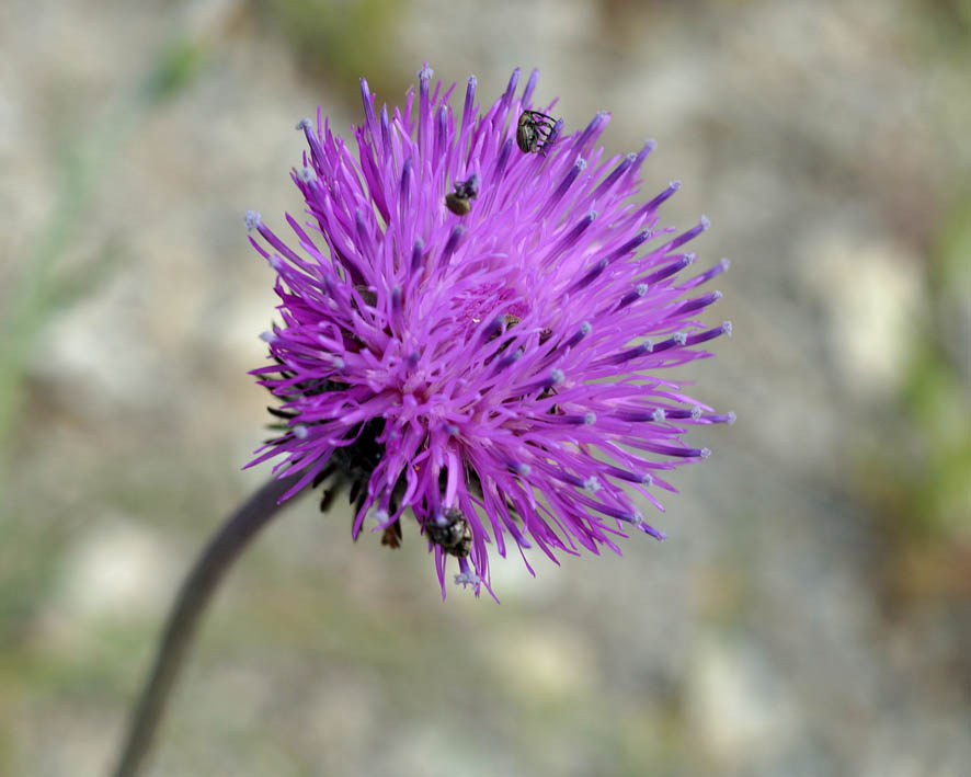Image of genus Carduus specimen.