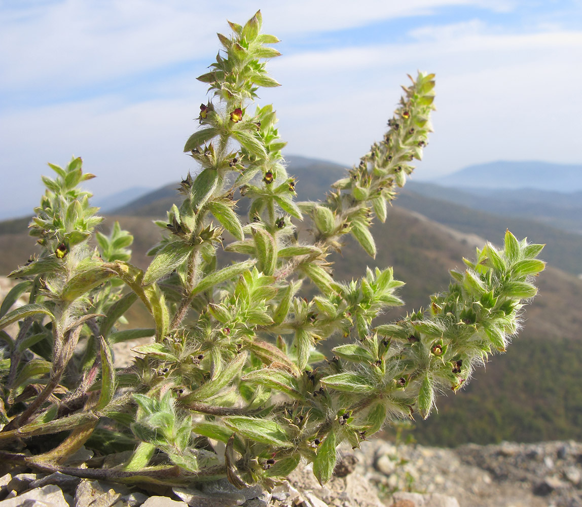 Image of Sideritis montana specimen.