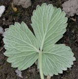 Potentilla megalantha. Молодой лист (нижняя сторона). Германия, г. Крефельд, Ботанический сад. 06.09.2014.