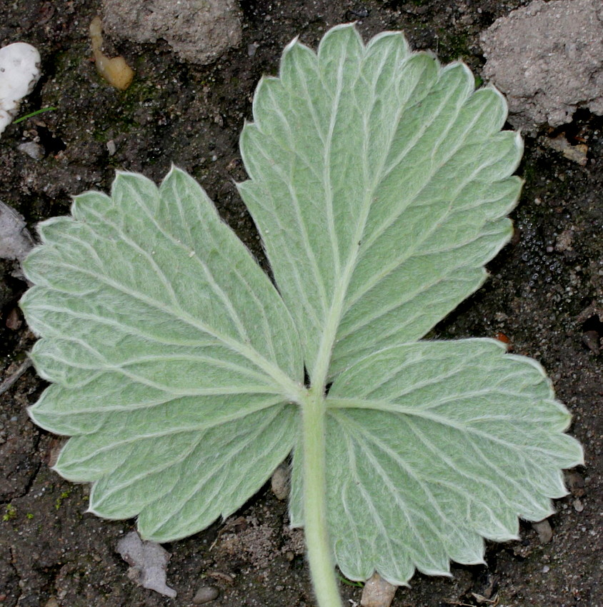 Изображение особи Potentilla megalantha.