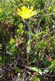 Hieracium alpinum. Цветущее растение на задернованном участке на вершине сопки. Кольский полуостров, Восточный Мурман, горная тундра. 07.08.2009.