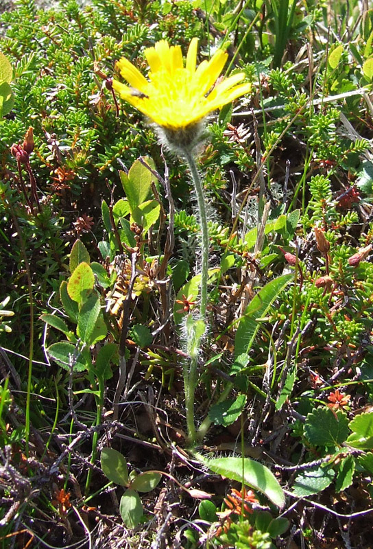 Изображение особи Hieracium alpinum.