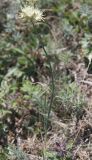 Allium marschallianum. Цветущее растение. Крым, нижнее плато Чатырдага, петрофильная луговая степь. 23.07.2009.