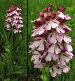 Orchis purpurea. Цветущее растение и соцветие. ФРГ, Тюрингия, окрестности Йены. Май 2007 г.