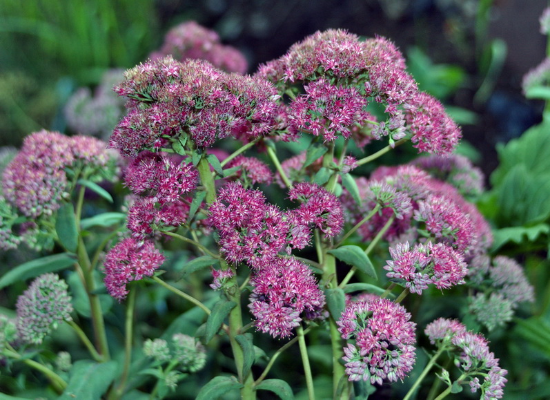 Изображение особи Hylotelephium triphyllum.