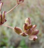 Macroselinum latifolium