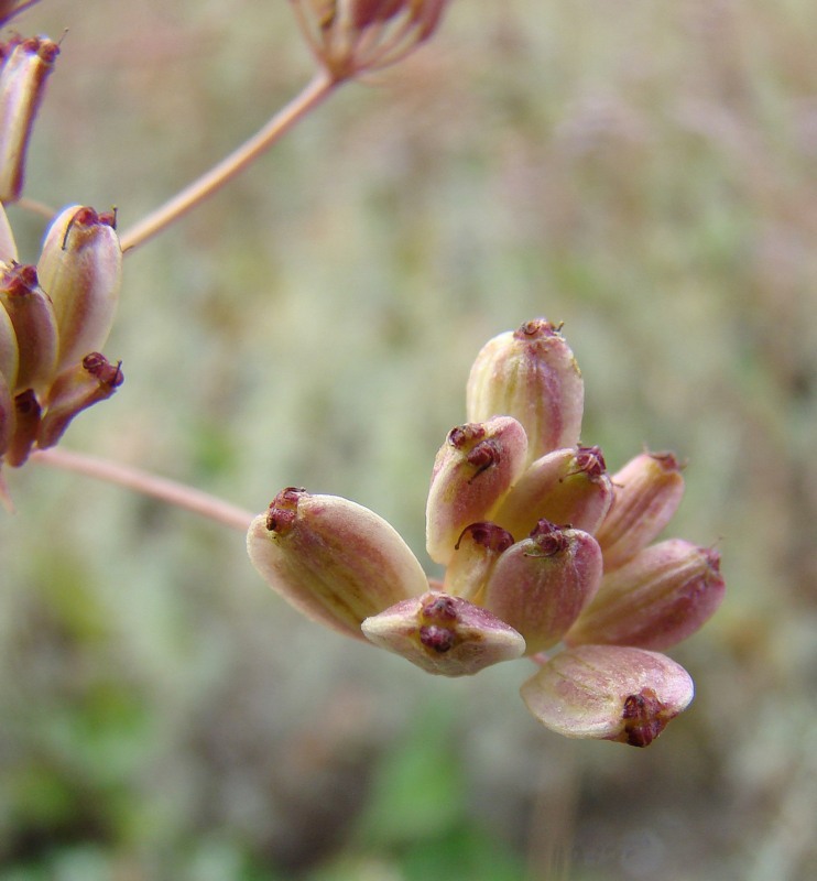 Изображение особи Macroselinum latifolium.