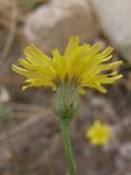 Crepis rhoeadifolia