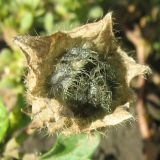 Hibiscus trionum