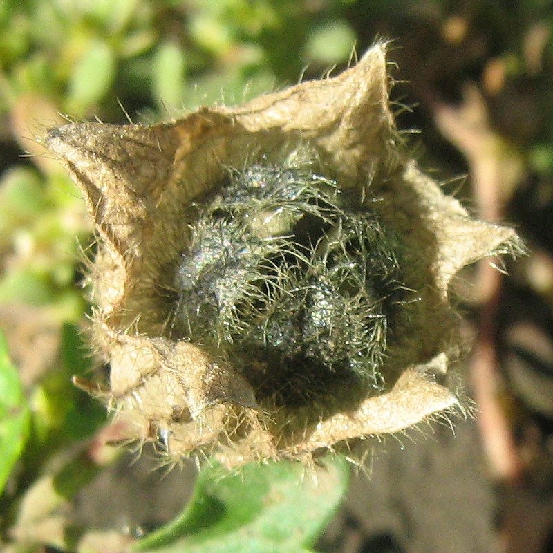 Изображение особи Hibiscus trionum.