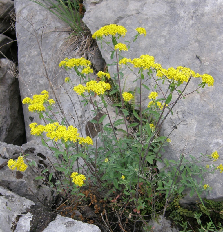 Изображение особи Odontarrhena muralis.