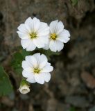 Cerastium lithospermifolium. Цветы. Диаметр цветов примерно 1,7 см. Растение среди мелких камней на каменистом склоне. Горный Алтай, пер. Каратюрек, примерно 2600 м. н. у. м., середина июля 2007 г.