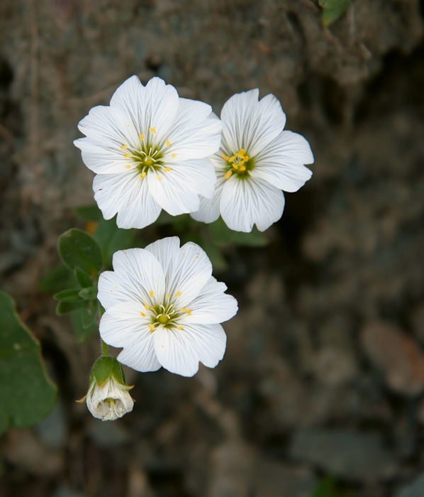 Image of Cerastium lithospermifolium specimen.