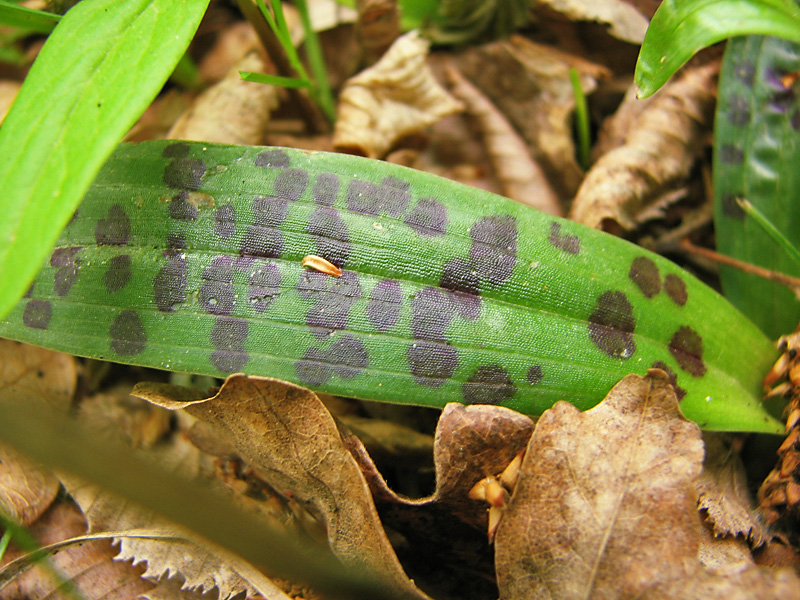 Image of Orchis provincialis specimen.