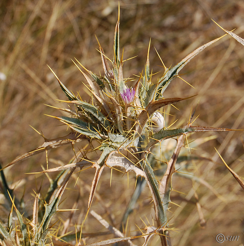 Image of Picnomon acarna specimen.