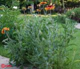 Gaillardia aristata