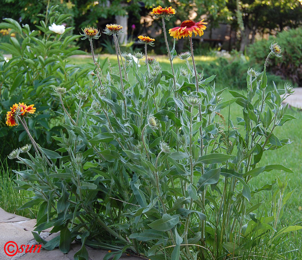 Изображение особи Gaillardia aristata.