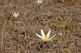 Colchicum kesselringii