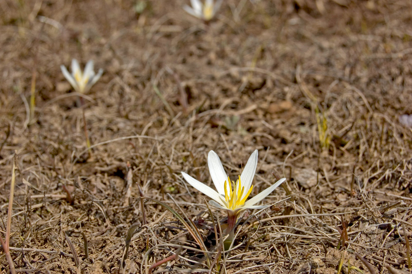 Image of Colchicum kesselringii specimen.