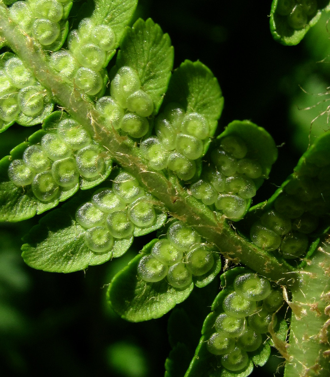 Image of Dryopteris oreades specimen.