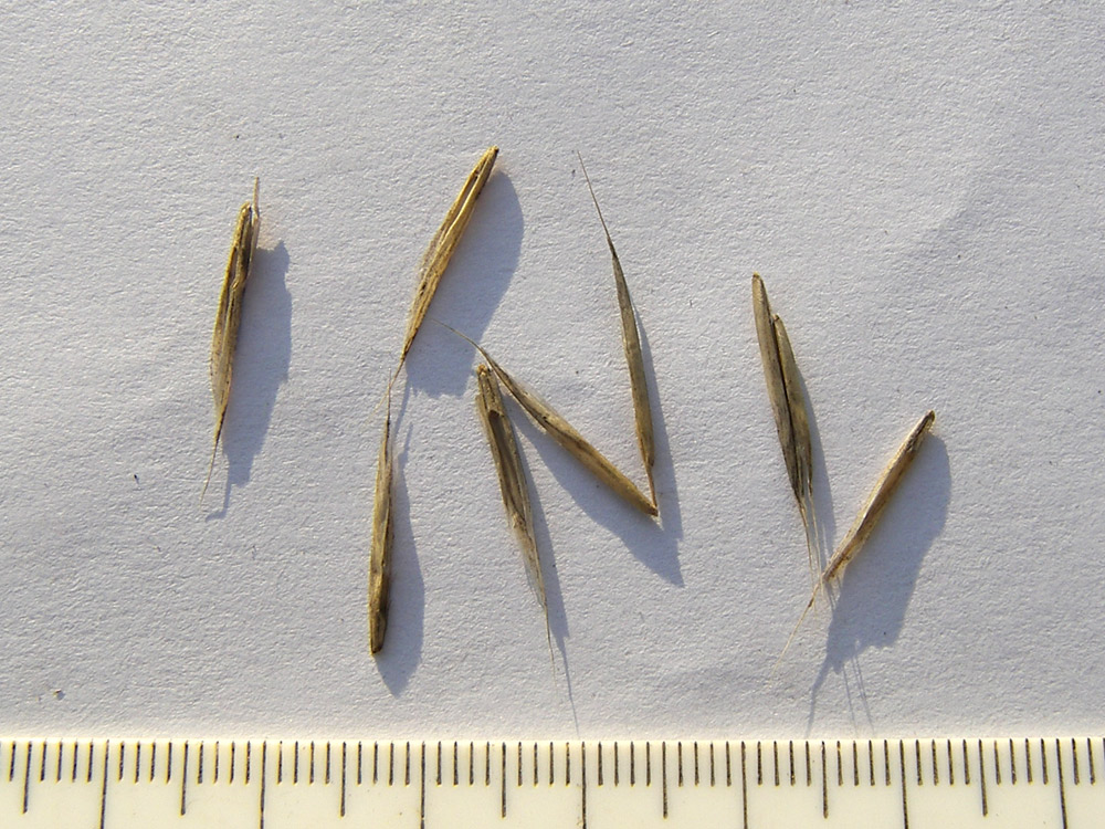 Image of Bromopsis gordjaginii specimen.