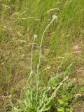 Pilosella echioides. Расцветающее растение. Днепропетровская обл., левый берег Днепра напротив с. Волосское, балка Диброва. 07.06.2009.