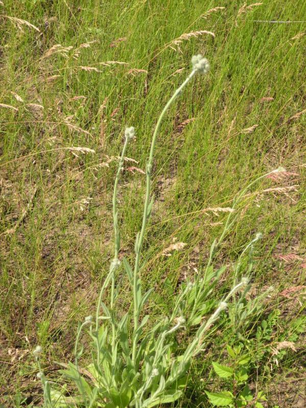 Image of Pilosella echioides specimen.