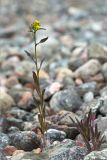 Erysimum hieraciifolium