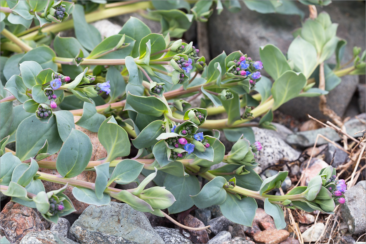 Image of Mertensia maritima specimen.
