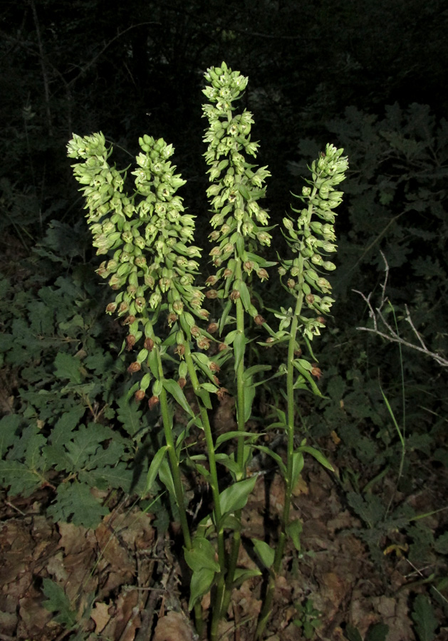 Image of Epipactis krymmontana specimen.