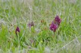 genus Dactylorhiza